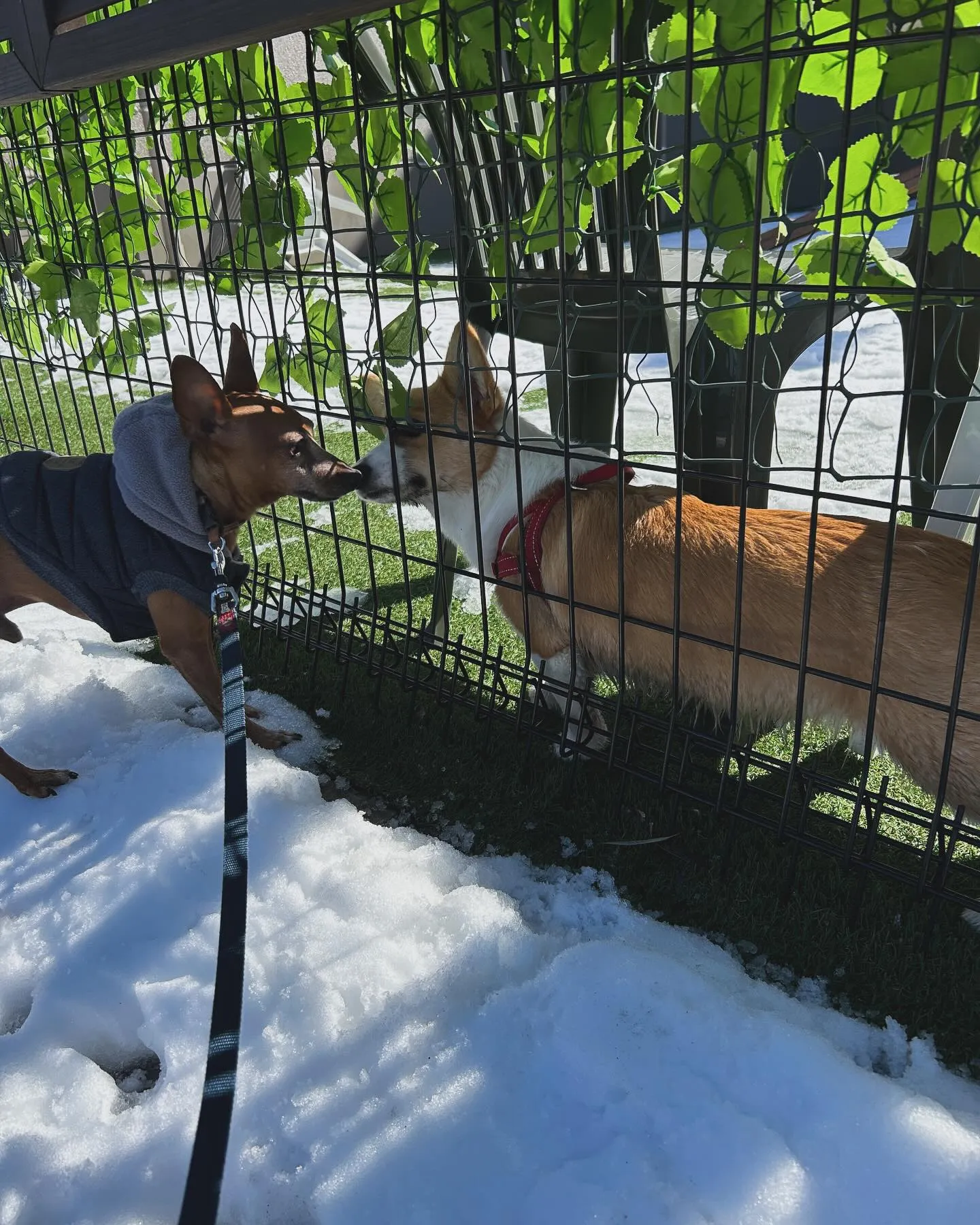 雪も溶けてきました。