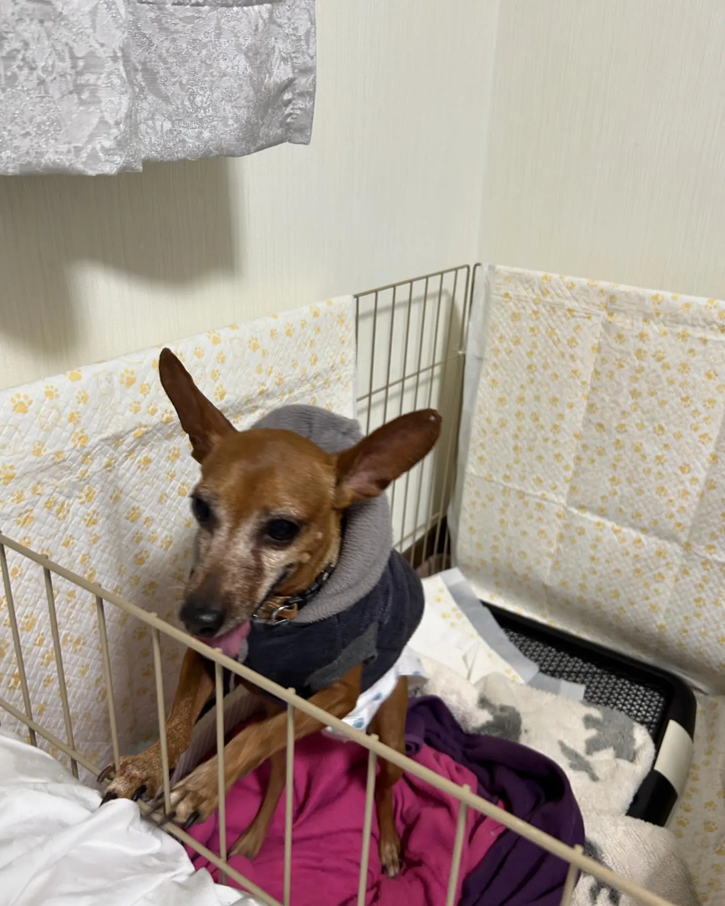 演歌歌手の伊達めぐみちゃんが経営する河口湖のホテルベル鐘山に...