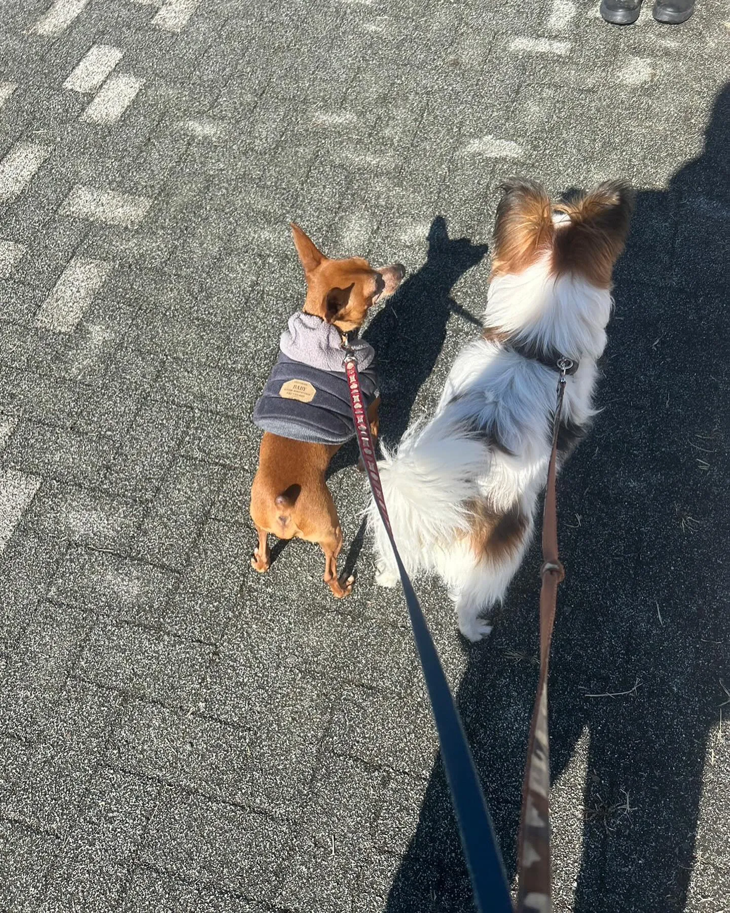 河口湖をお散歩しました。