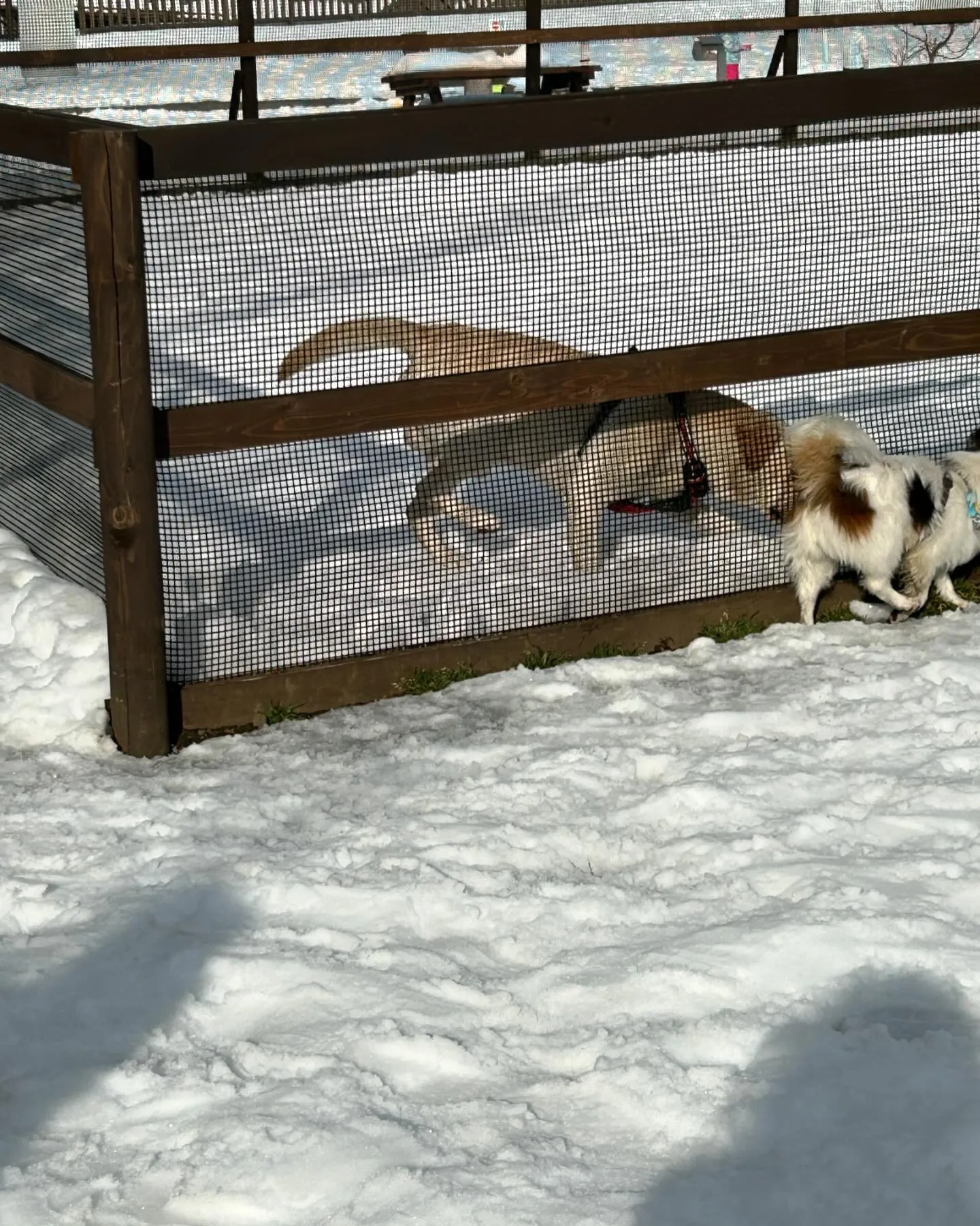 河口湖をお散歩しました。