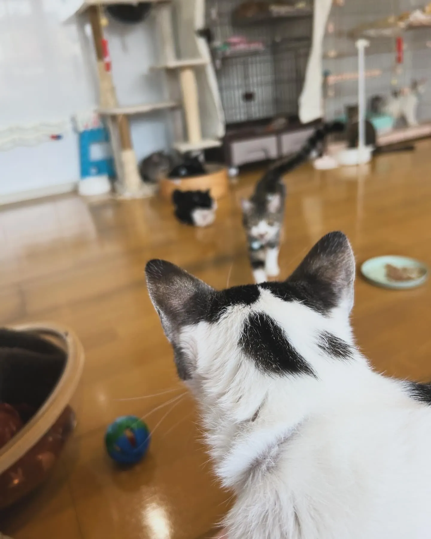 たんぽぽキャットクリニックさんでのお世話の様子です。