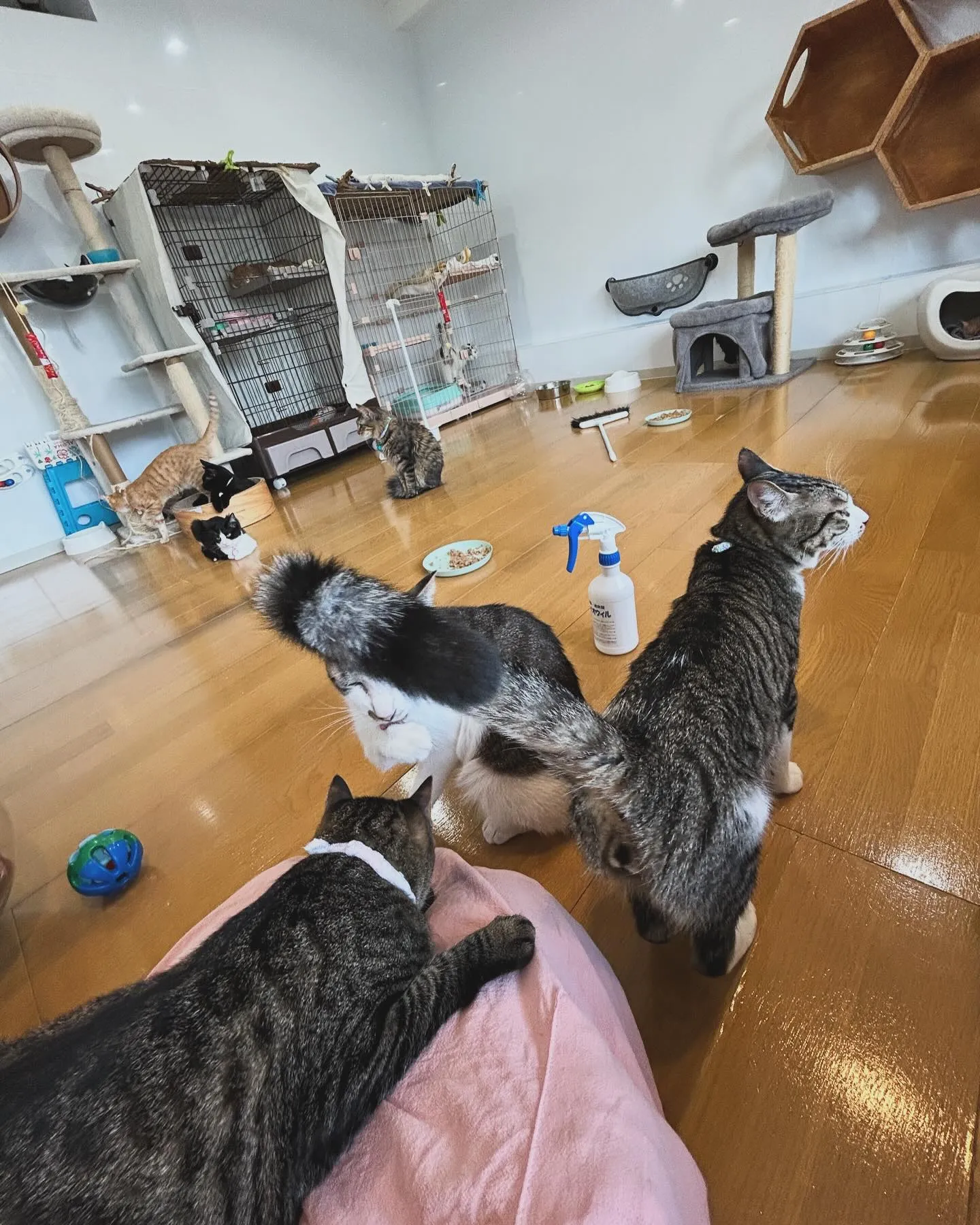 たんぽぽキャットクリニックさんでのお世話の様子です。