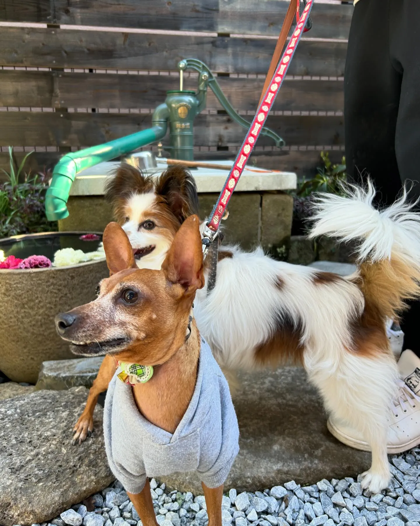 わんこと江の島に行きました。