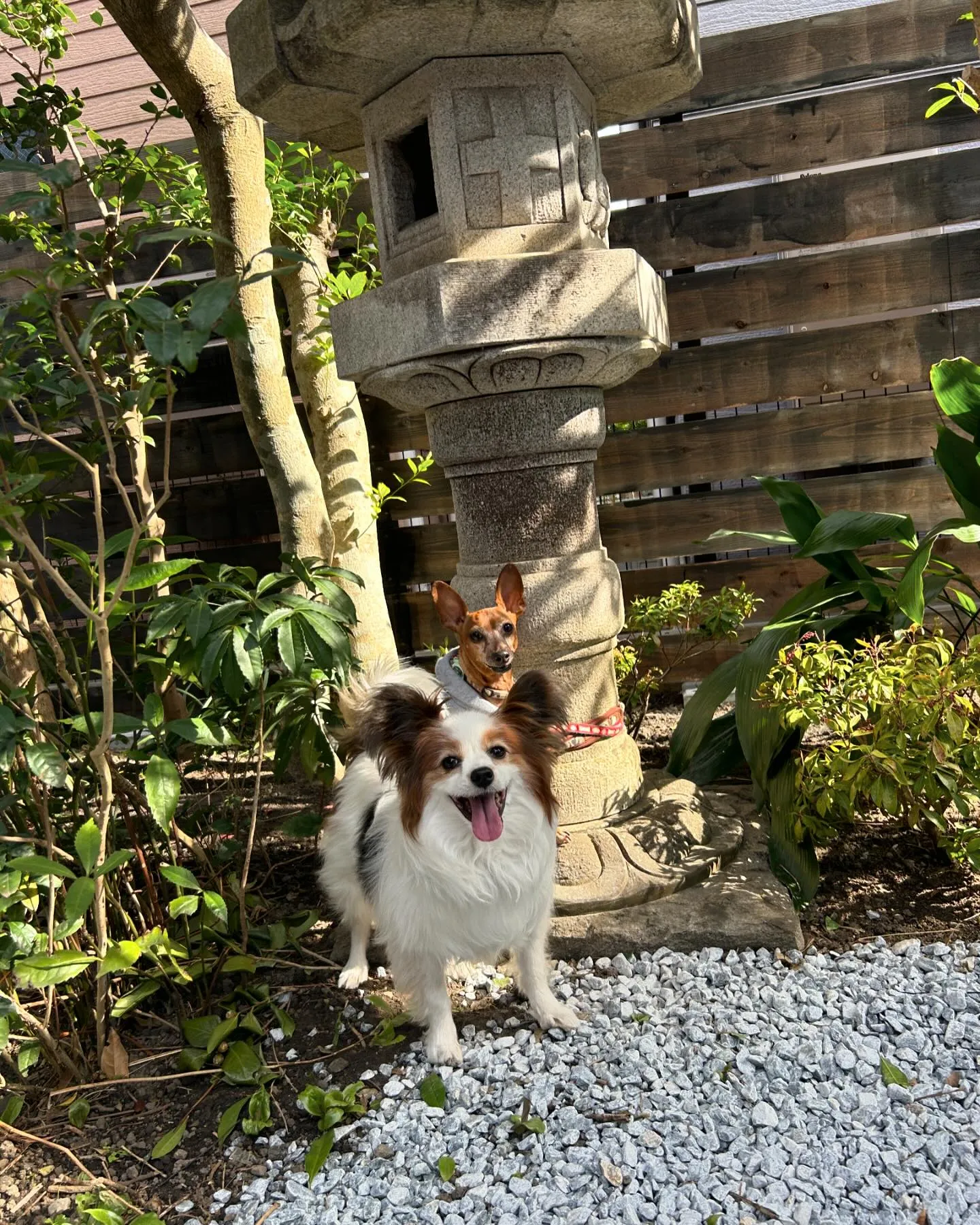 わんこと江の島に行きました。