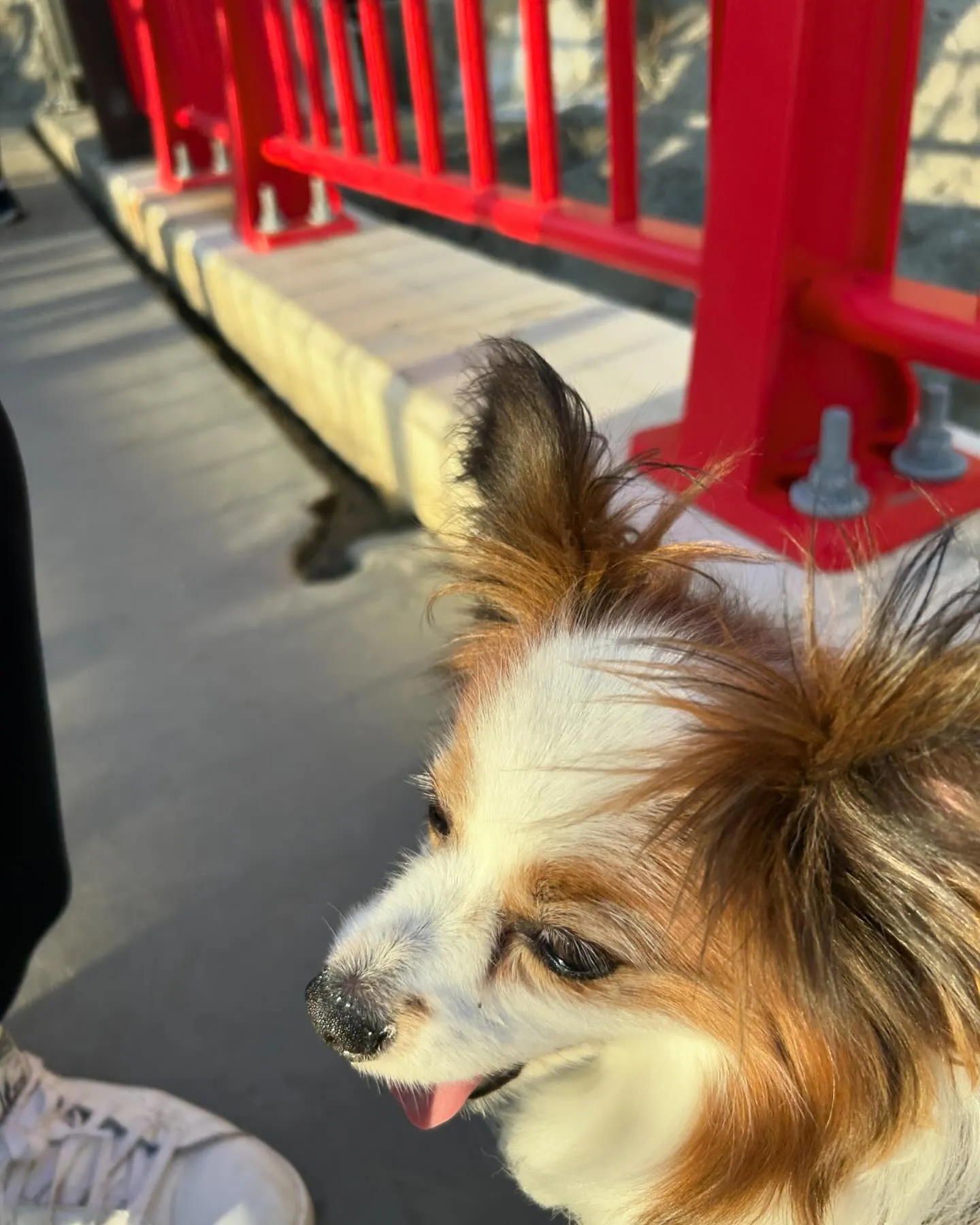 わんこと江の島に行きました。