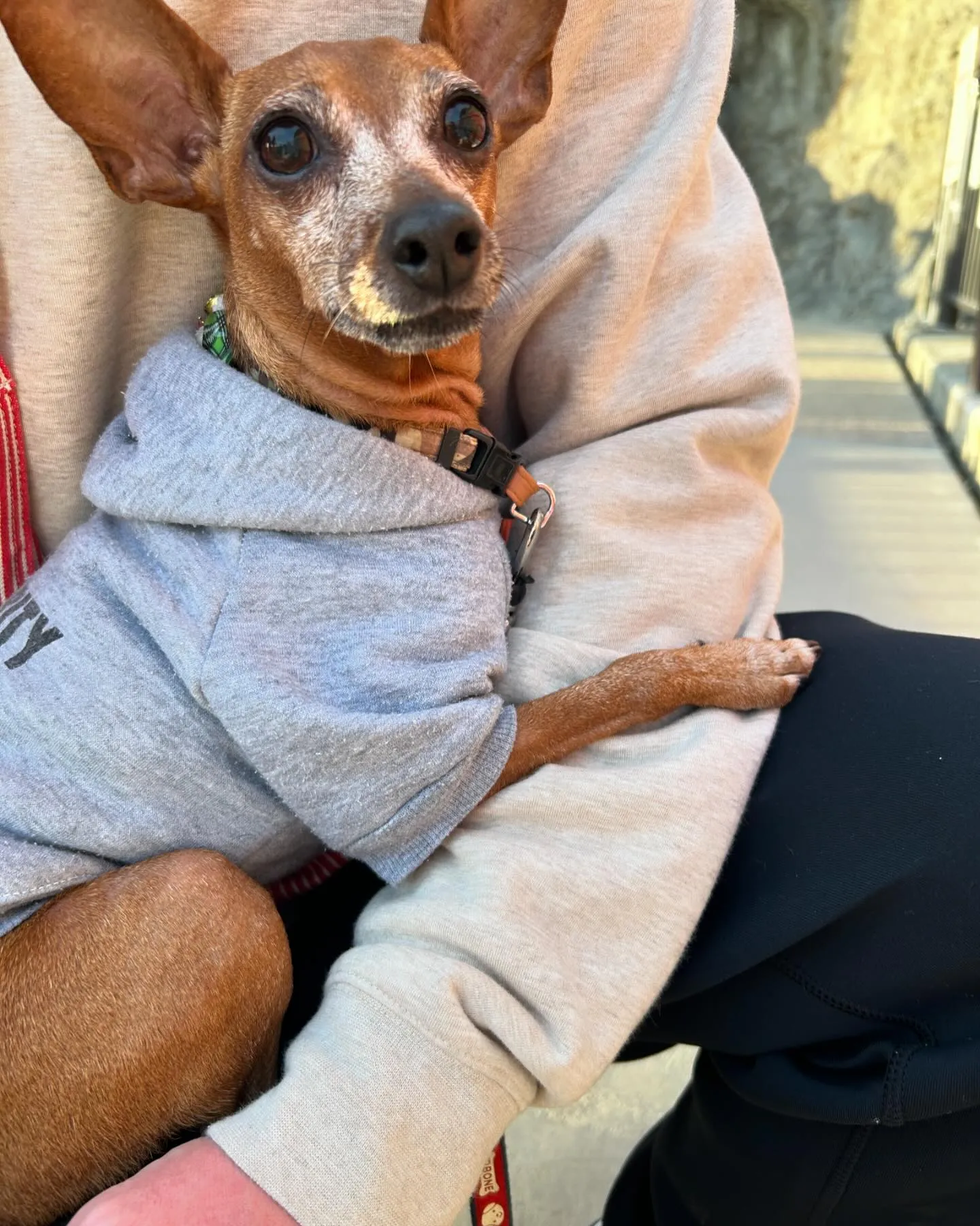 わんこと江の島に行きました。