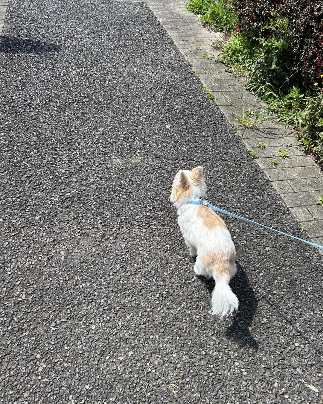 みなみ野動物病院です。