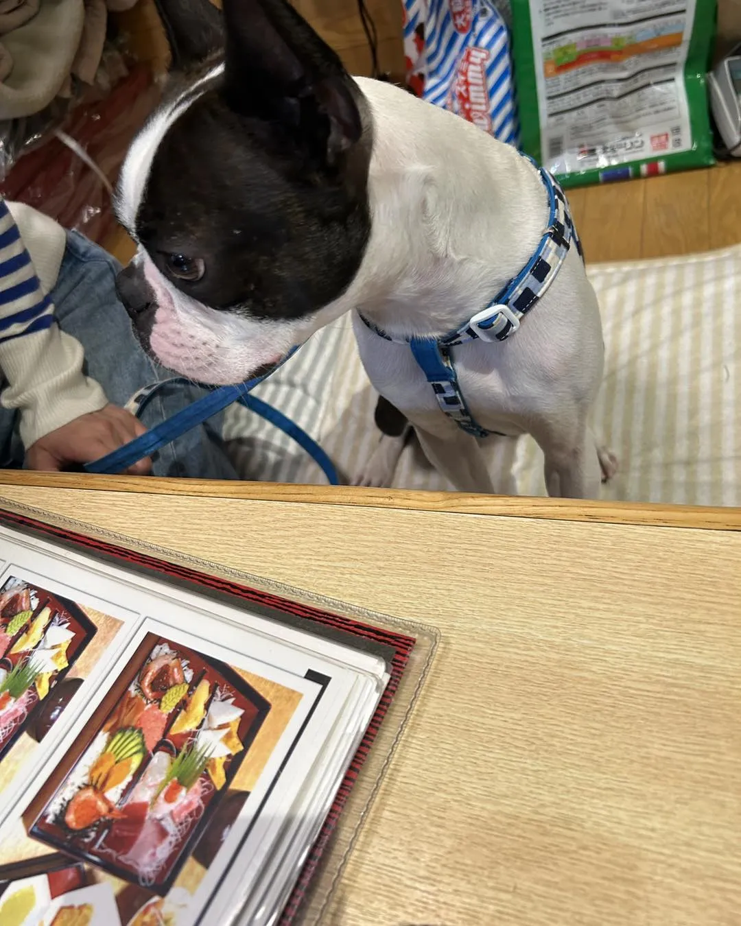 立川の松栄寿司さんは、わんこ同班可です。