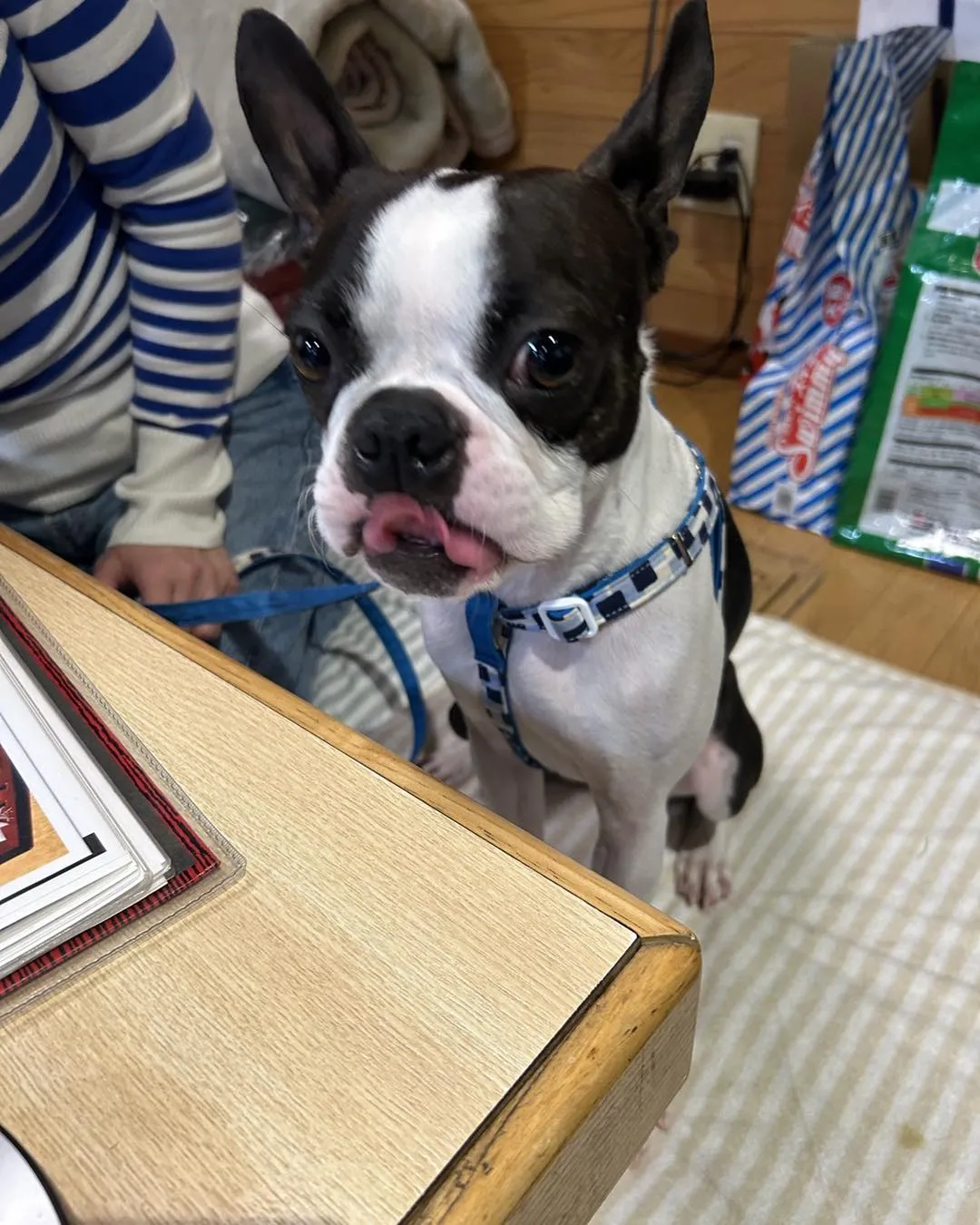 立川の松栄寿司さんは、わんこ同班可です。