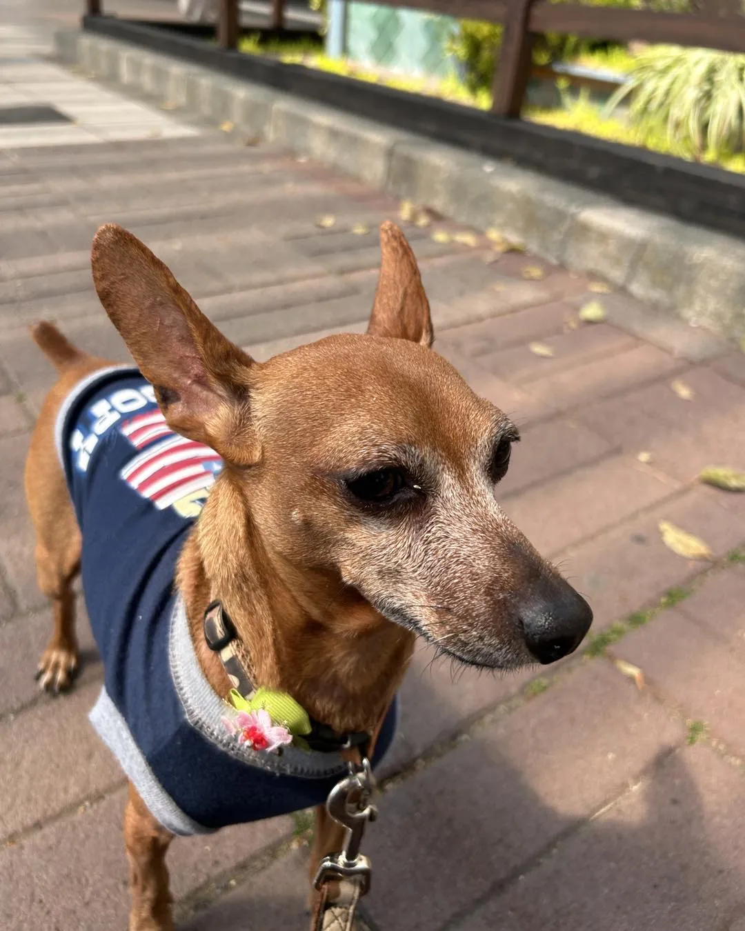 ゆとりろガーデン北軽井沢withDOGSに行きました。