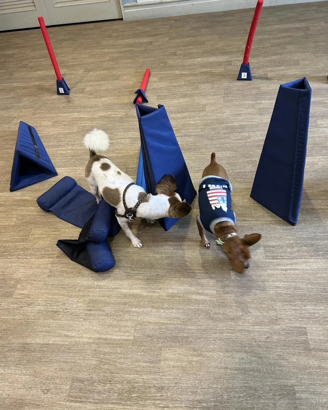 ゆとりろガーデン北軽井沢withDOGSに行きました。