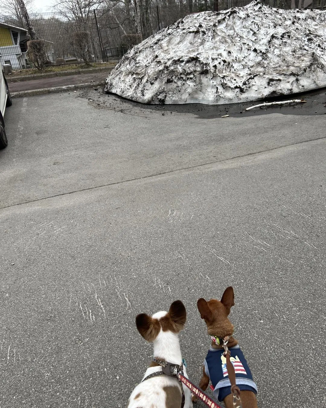 ゆとりろガーデン北軽井沢withDOGSに行きました。