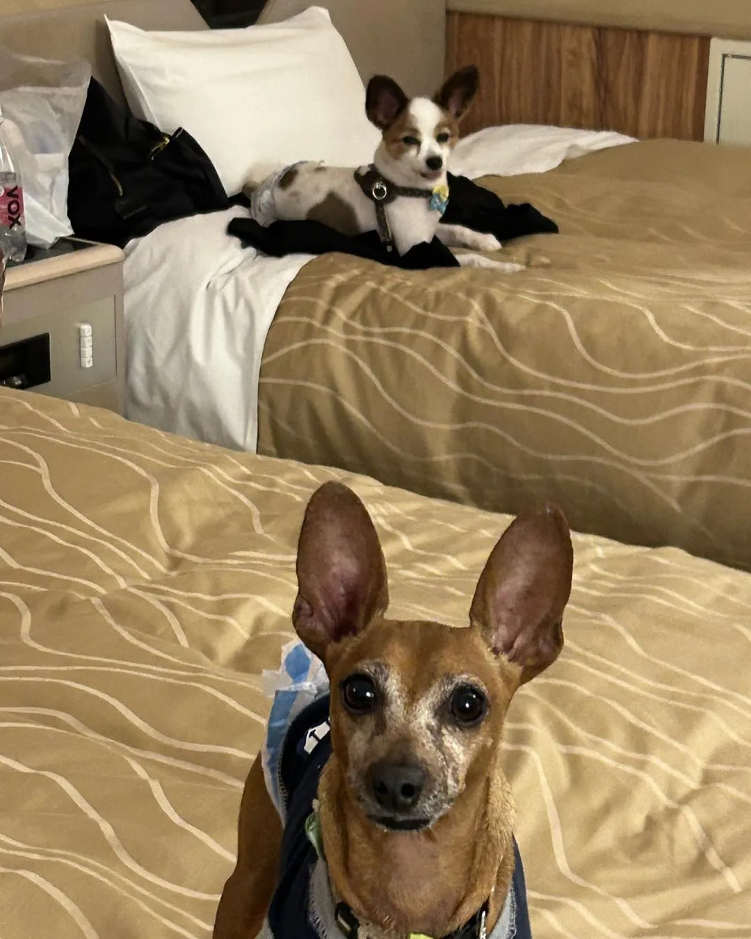 ゆとりろガーデン北軽井沢withDOGSに行きました。