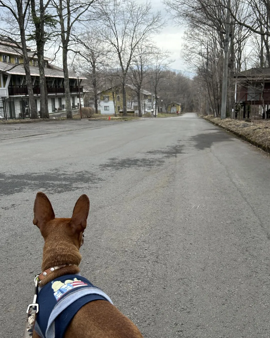 ゆとりろガーデン北軽井沢withDOGSに行きました。