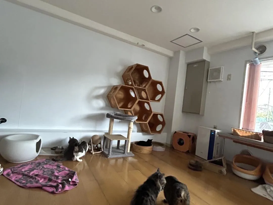 たんぽぽキャットクリニックの様子です。