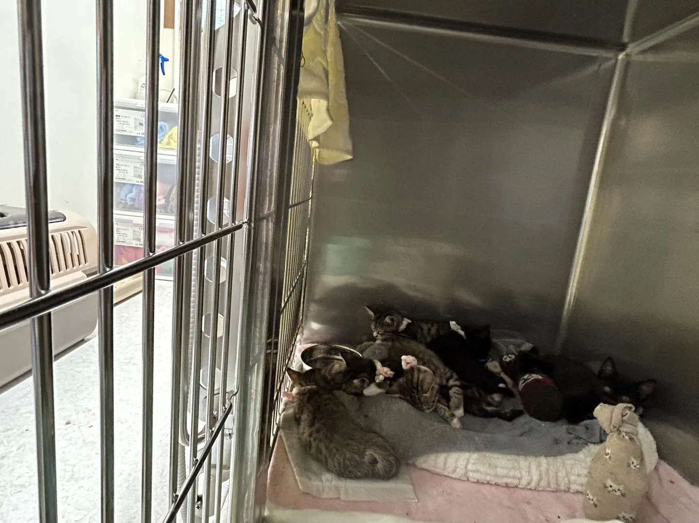 たんぽぽキャットクリニックの様子です。