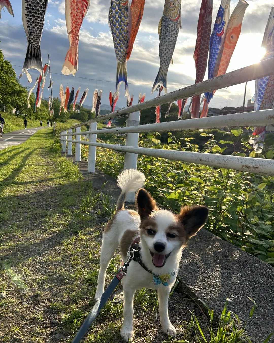 多摩御陵近くの浅川では鯉のぼりが出ています。
