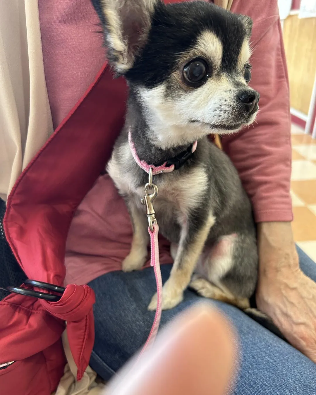 みなみ野動物病院です。