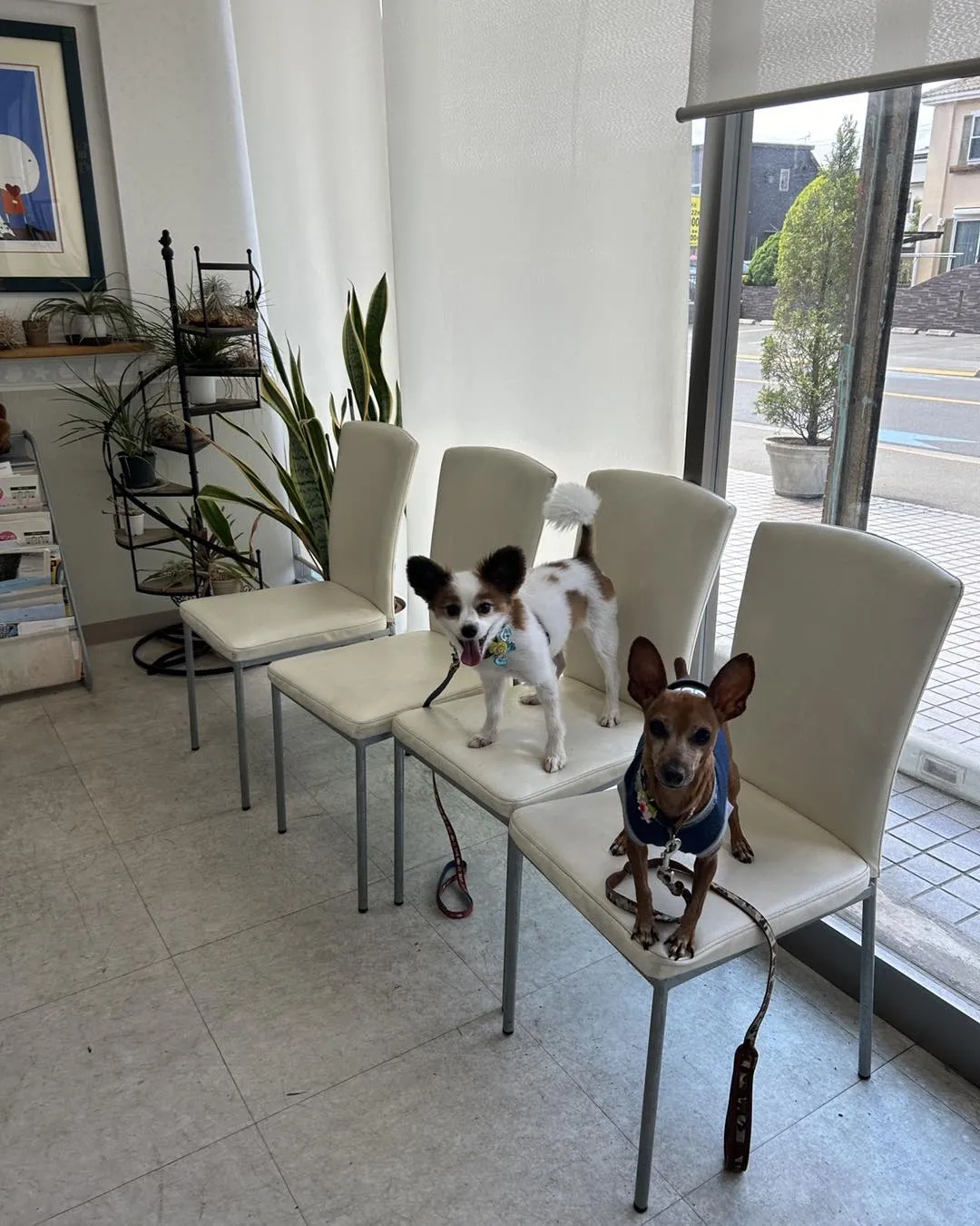 さくら動物病院にうちの子を連れていました。