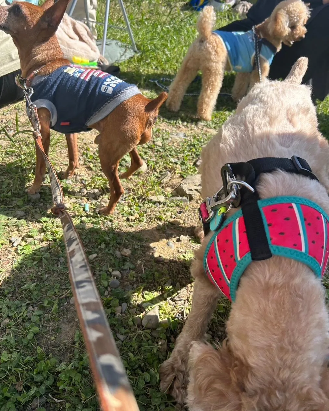 ケンシロウ容疑者の盗み食い未遂の証拠写真です。