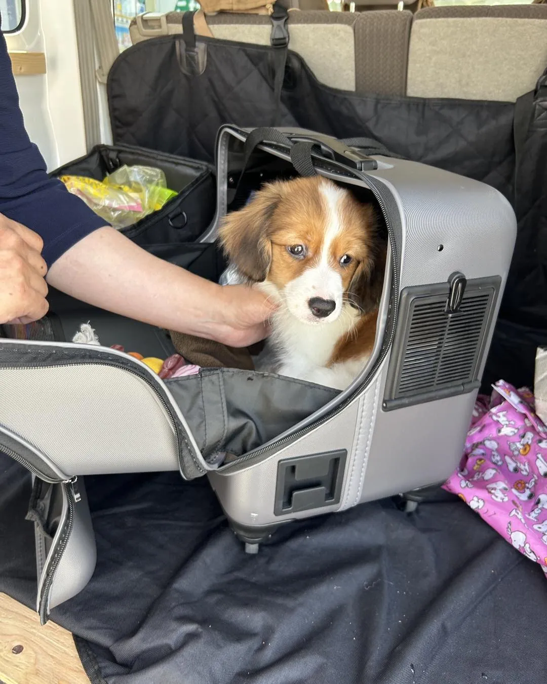 大谷翔平さんの愛犬デコピンと同じ犬種