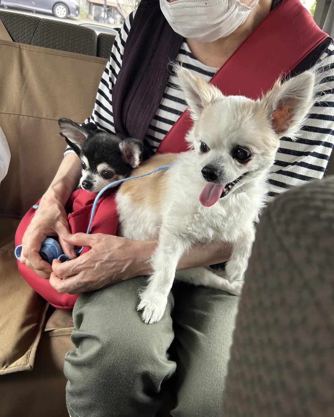 みなみ野動物病院です。