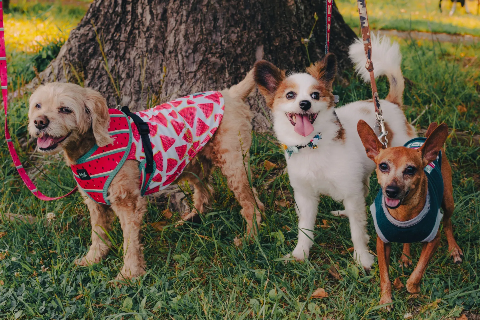 夏休みを満喫！ペットと一緒に楽しむアウトドアアクティビティ特集