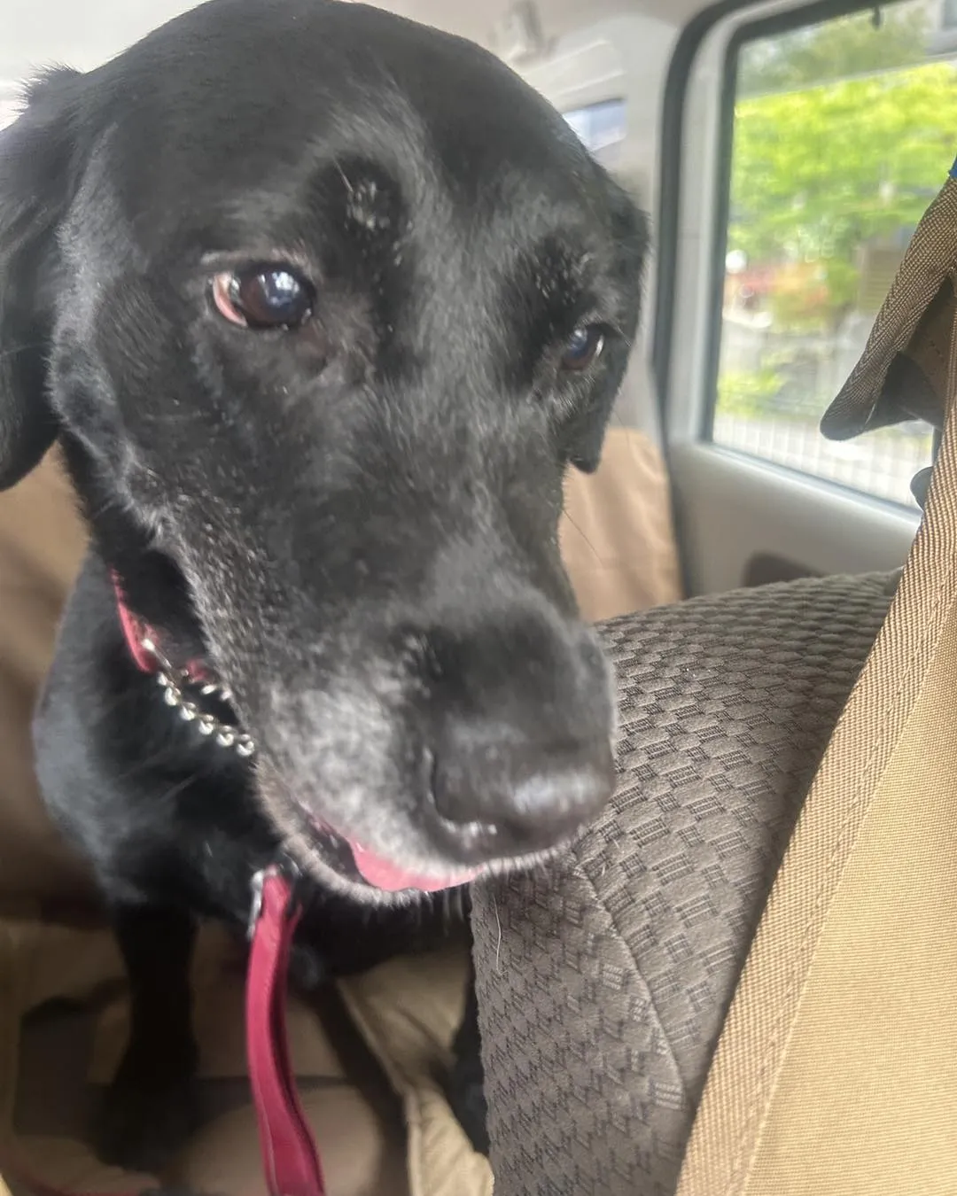 ペット同行の夏休み旅行を楽しむための5つのヒント: ペット専用タクシーを活用しよう