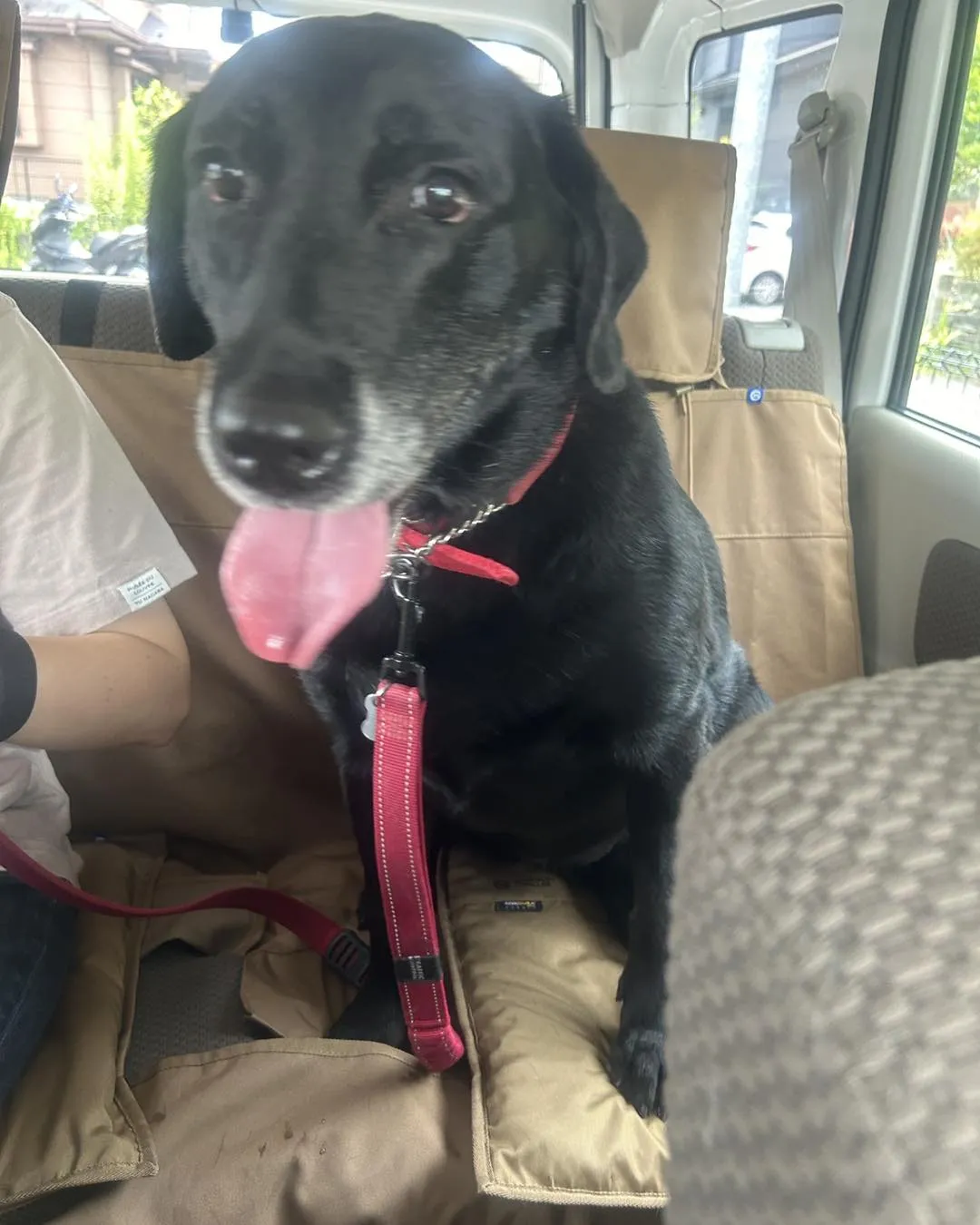 みなみ野動物病院のサロンのSaloaさんです