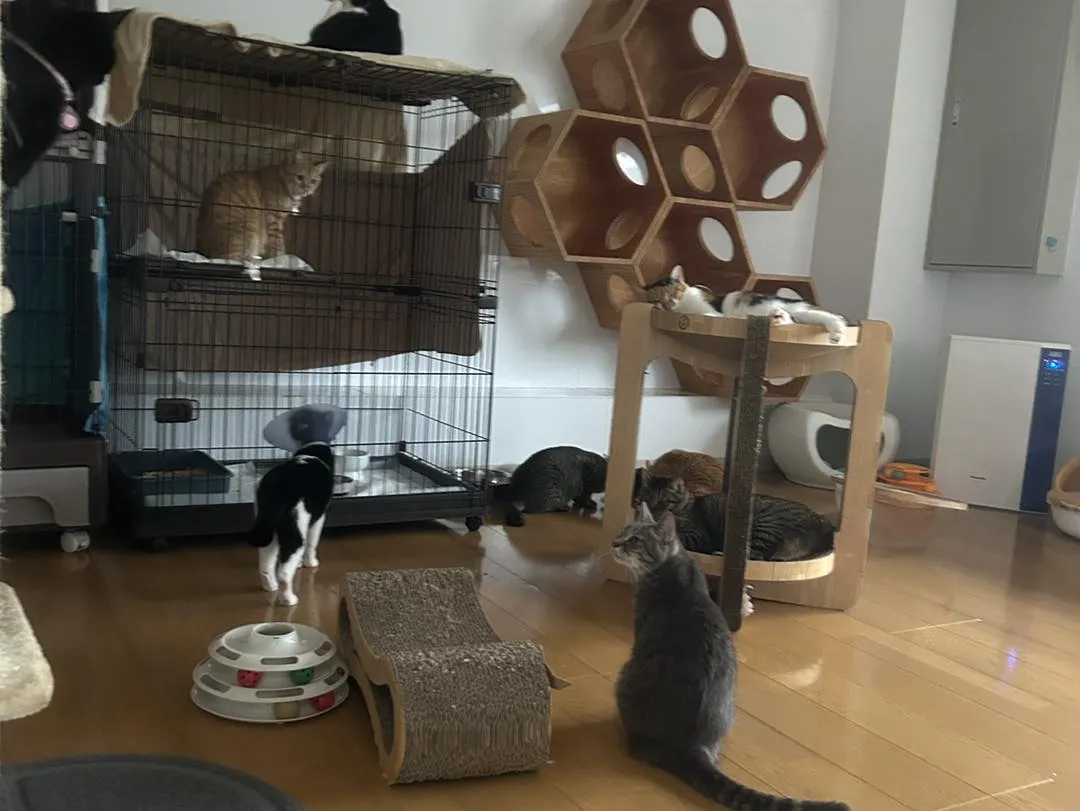 たんぽぽキャットクリニックです。