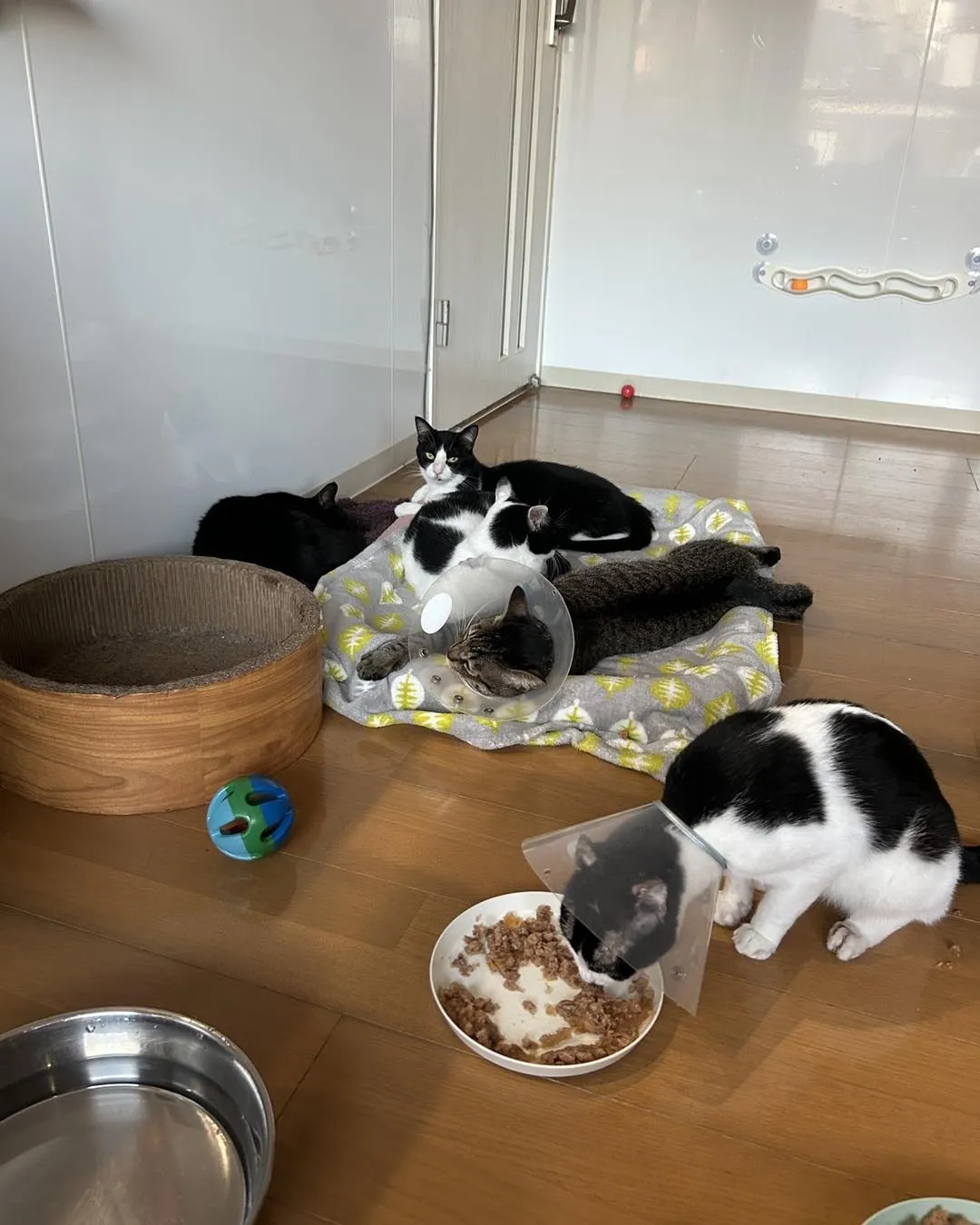 たんぽぽキャットクリニックです。