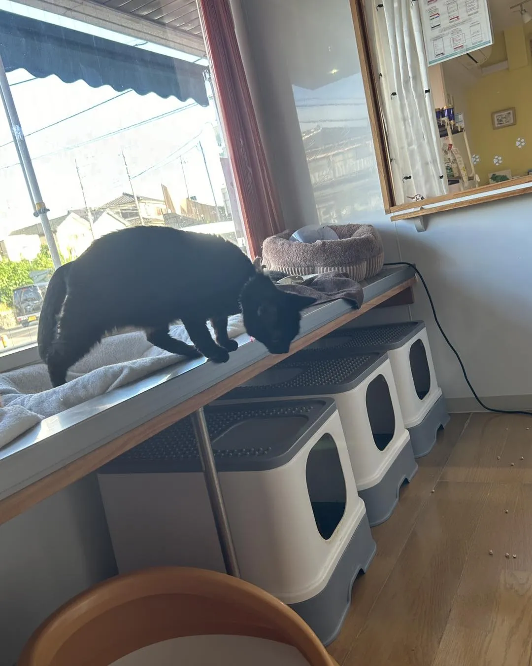 たんぽぽキャットクリニックです。