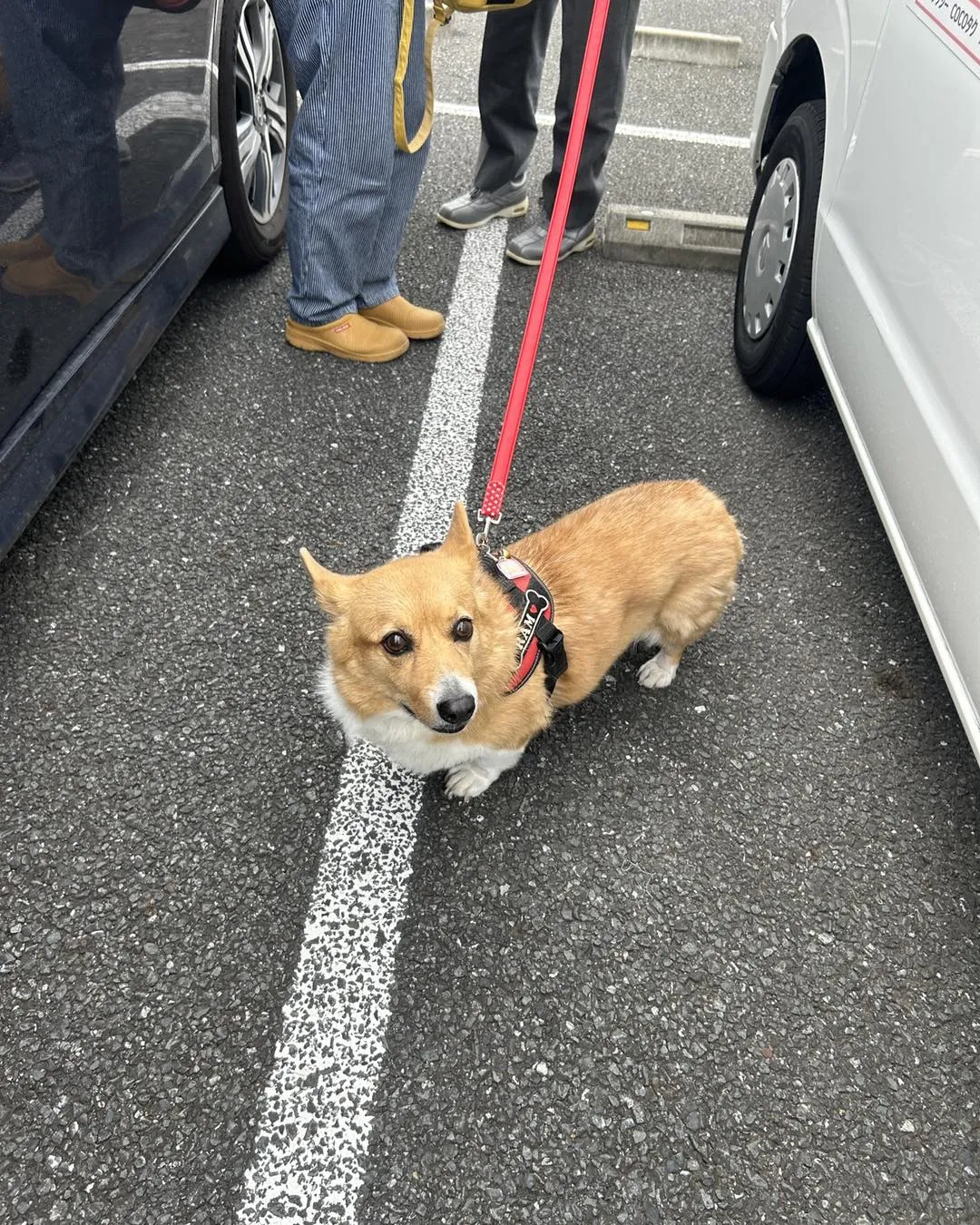 埼玉動物医療センター駐車場のラムちゃんです。