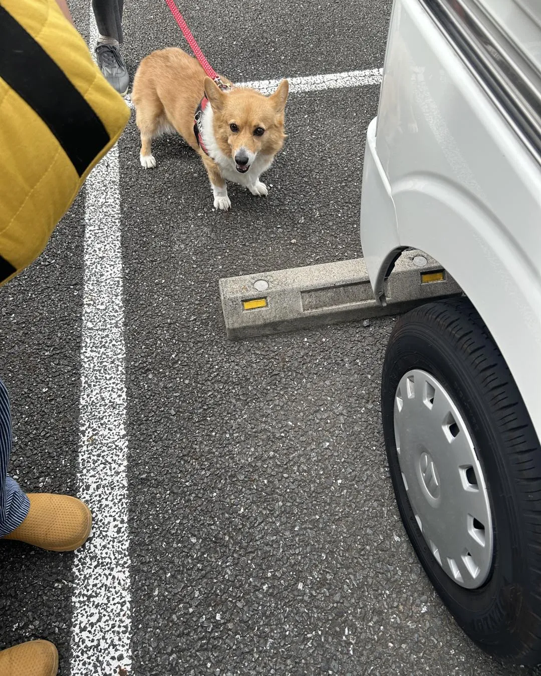 埼玉動物医療センター駐車場のラムちゃんです。