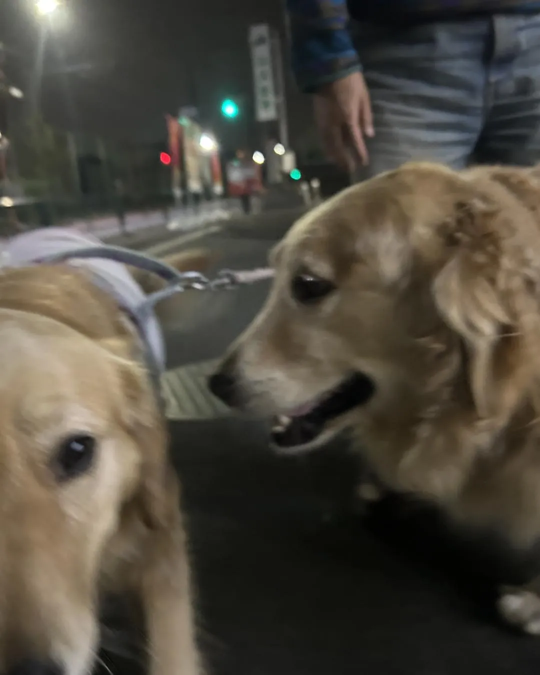 立川市中央病院の帰り道です。