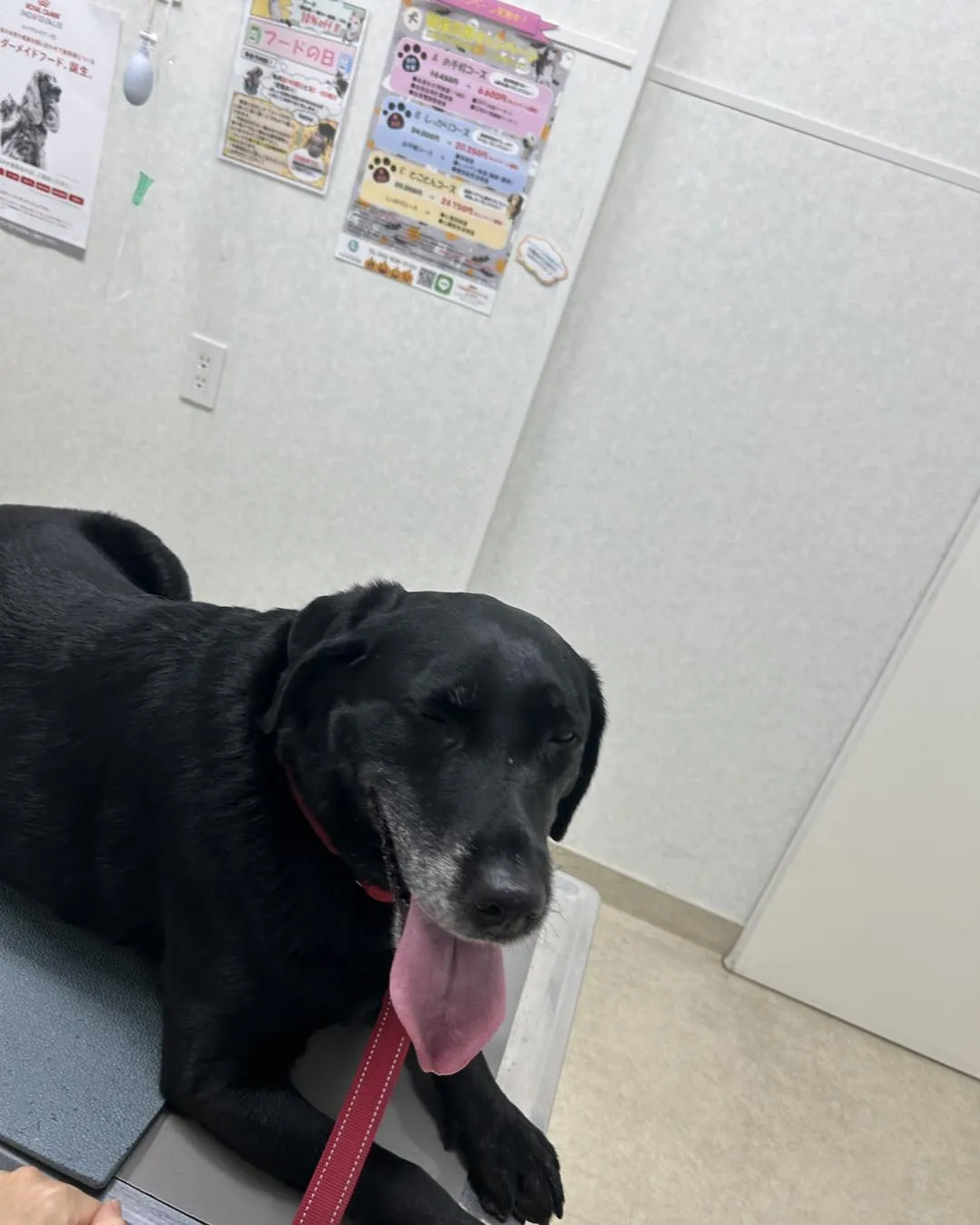 みなみ野動物病院です。