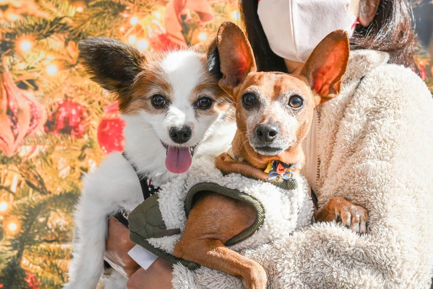 はじめて昭和記念公園のしっぽフェスタ行きました。