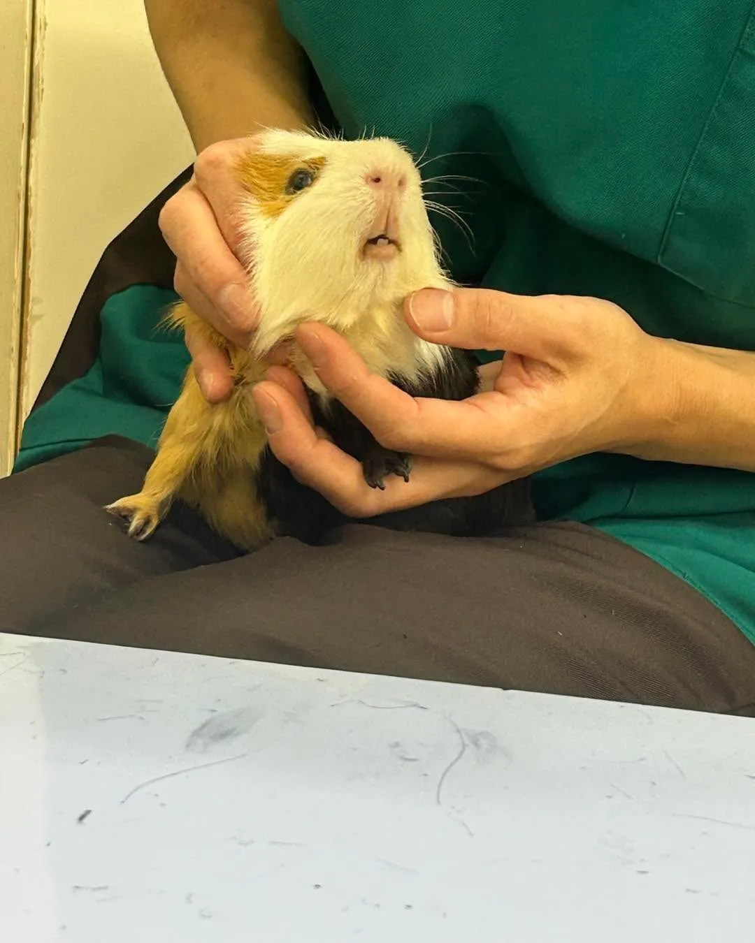 みわエキゾチック動物病院です。