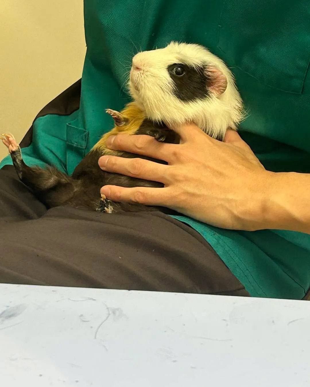 みわエキゾチック動物病院です。