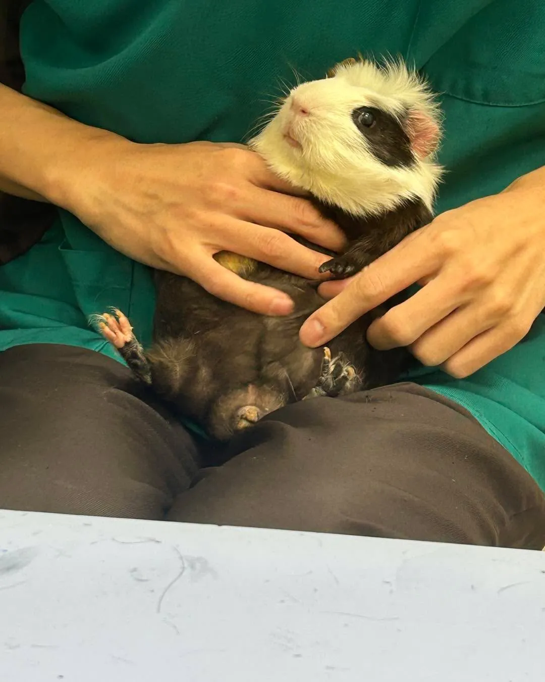 みわエキゾチック動物病院です。