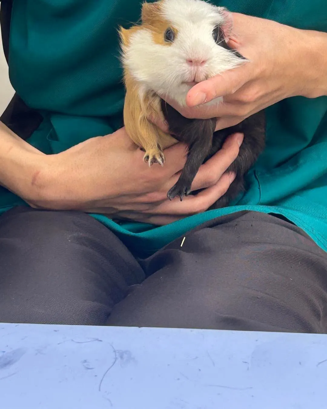 みわエキゾチック動物病院です。