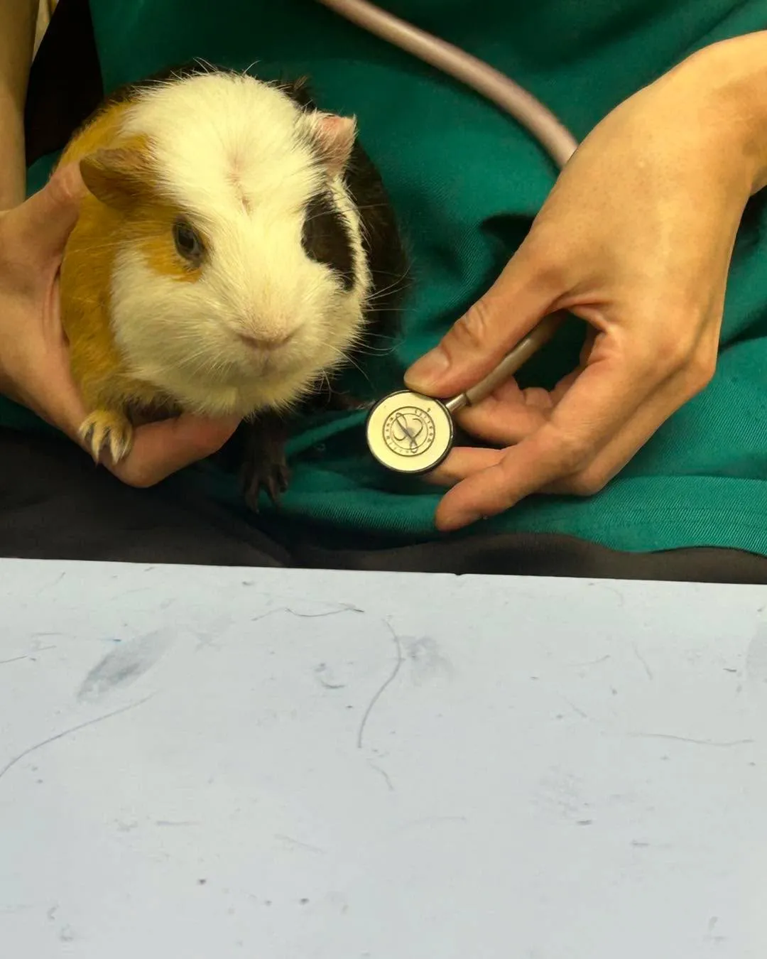 みわエキゾチック動物病院です。