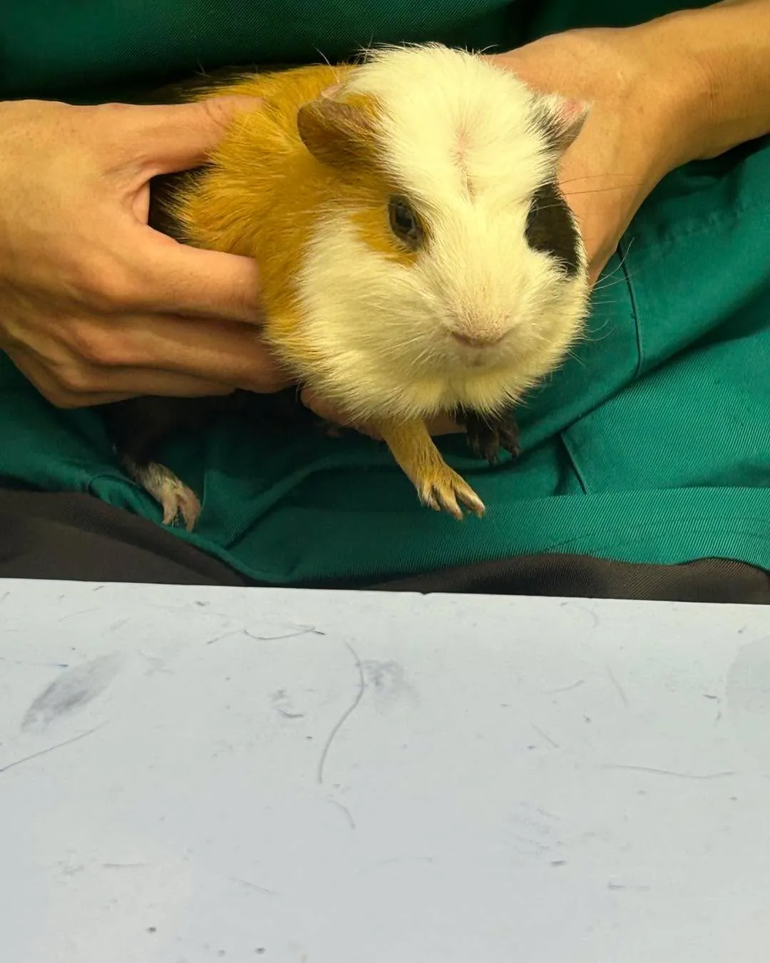 みわエキゾチック動物病院です。