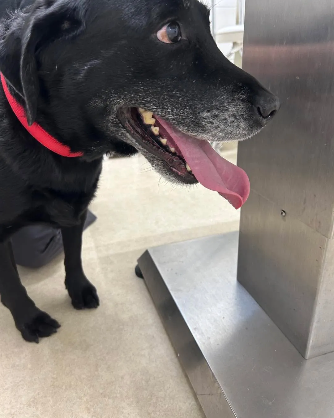 みなみ野動物病院です。