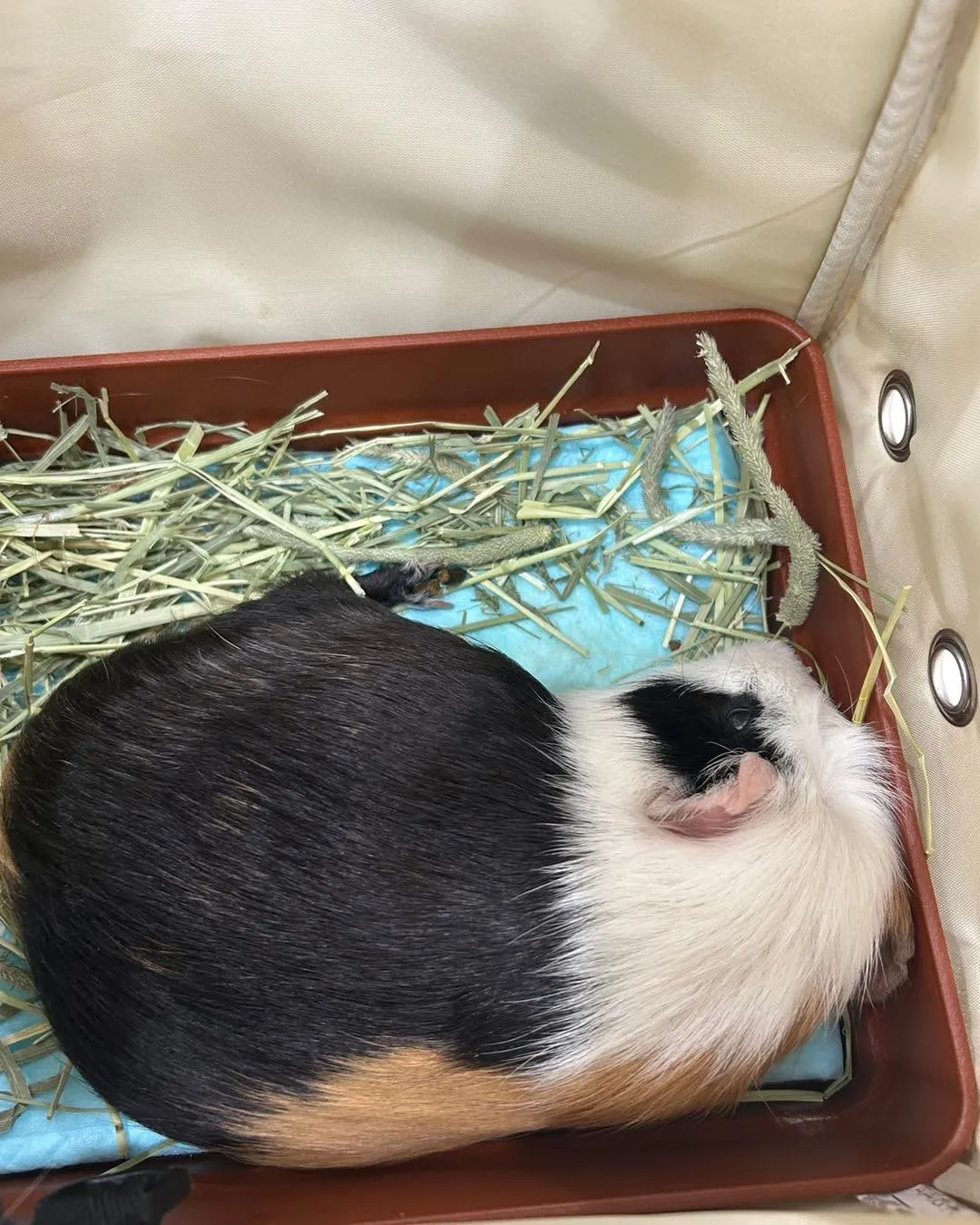 みわエキゾチック動物病院駐車場です。