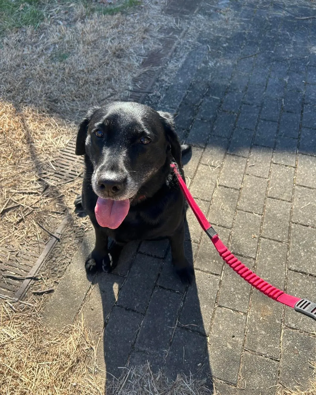 みなみ野動物病院、併設のトリミングSaloaさん