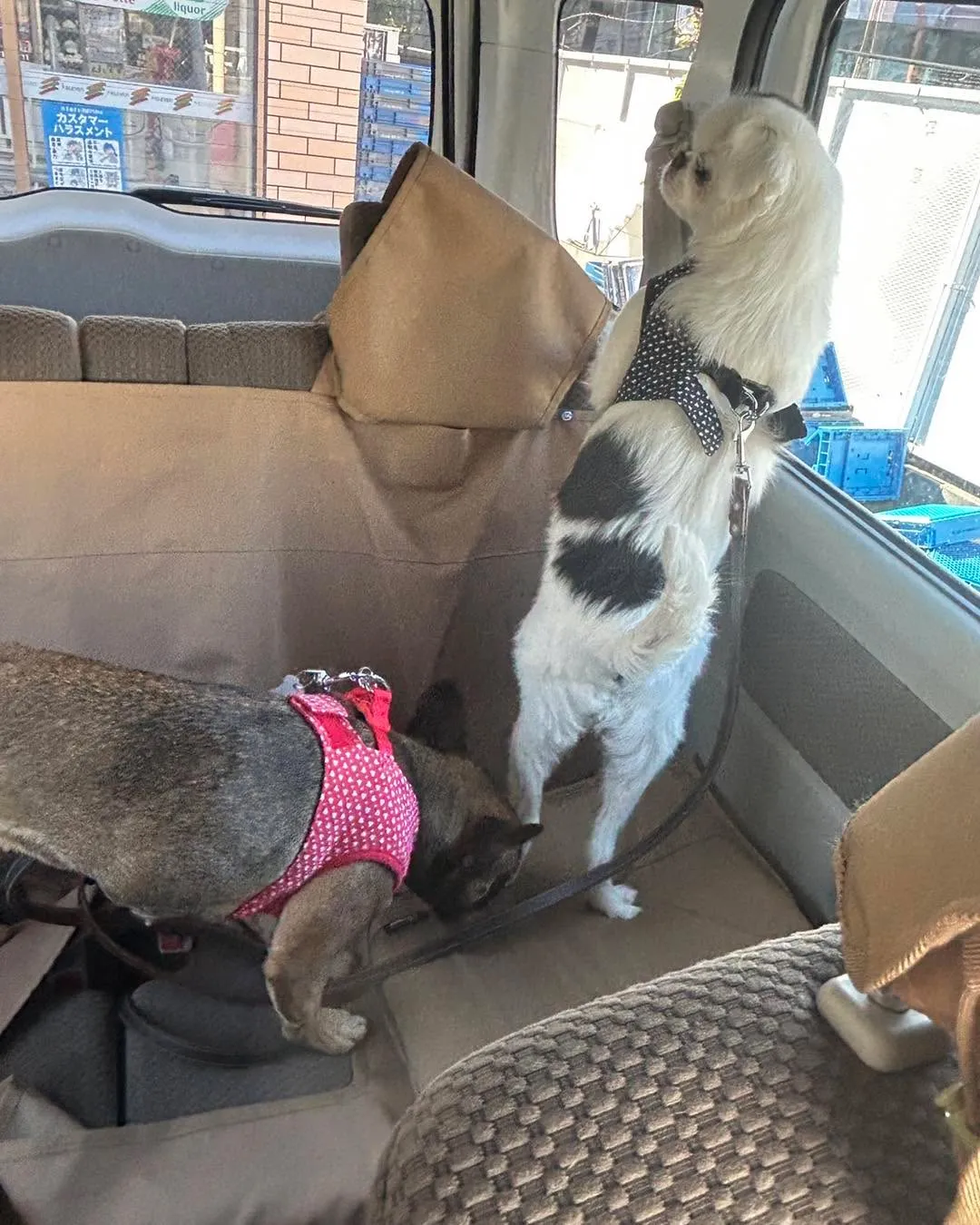 移転の同居犬のご様子です。