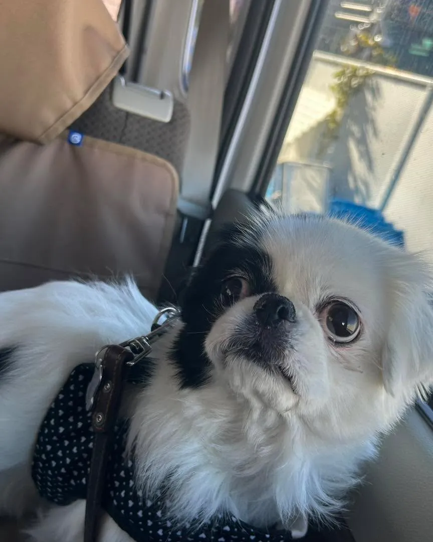 移転の同居犬のご様子です。