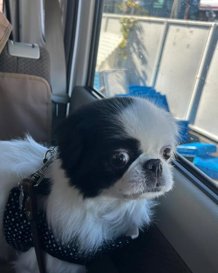 移転の同居犬のご様子です。