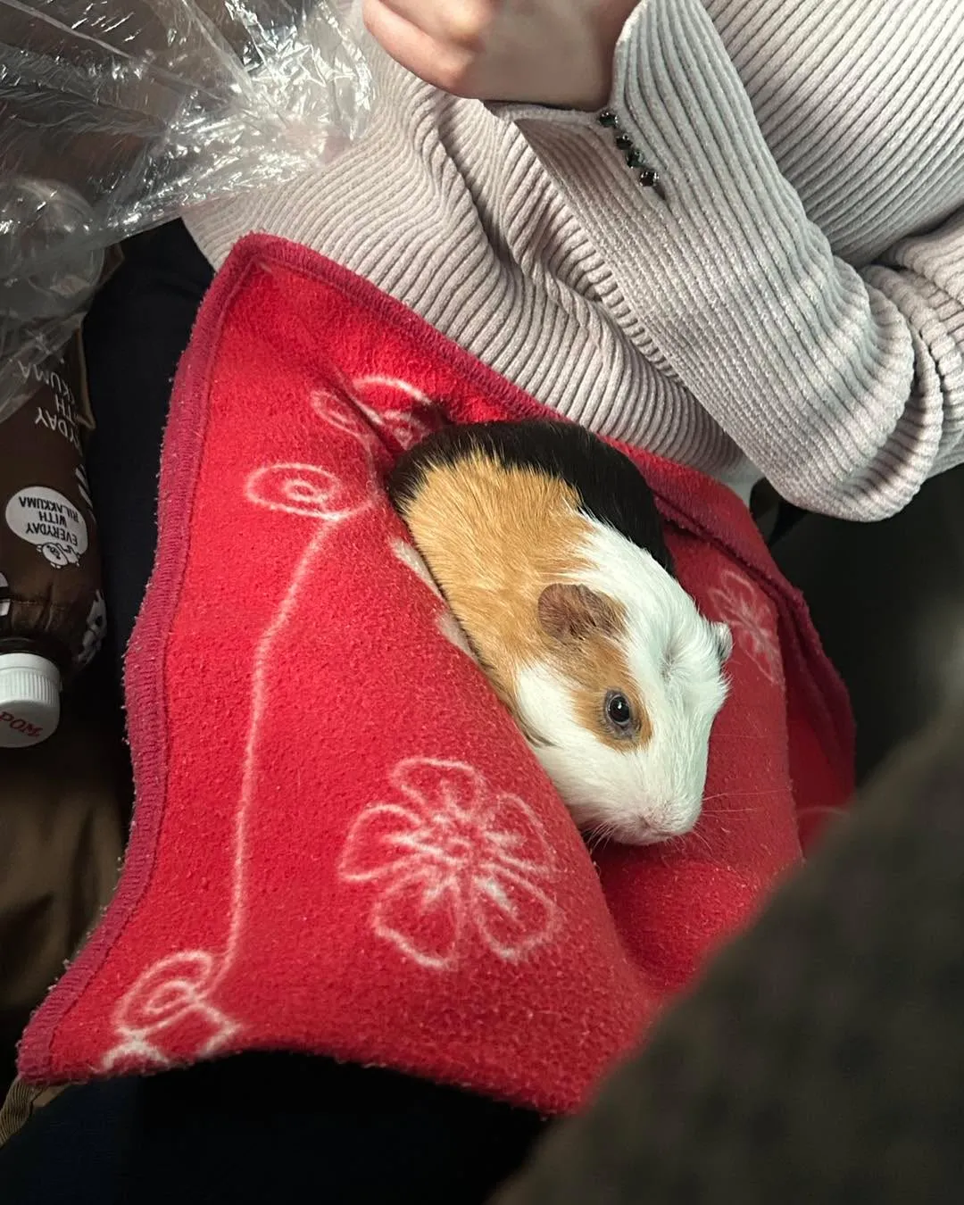 みわエキゾチック動物病院です
